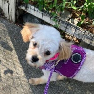 What is white and carmel and a total little dream girl Its Ziva a darling 3yr maltesepoodle who 