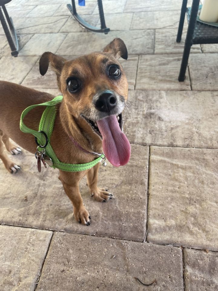 Dog for adoption Coquita a Chihuahua Mix in Key Largo FL