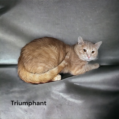 Triumphant 1