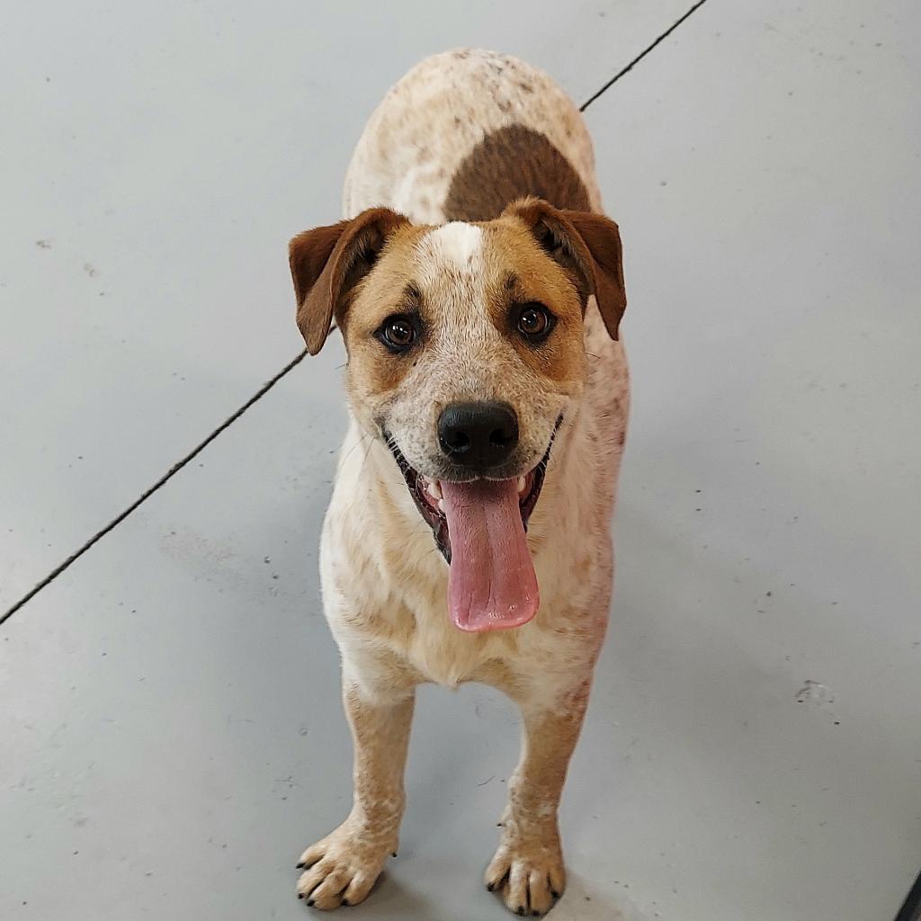 Leonardo, an adoptable Cattle Dog in Ponca City, OK, 74604 | Photo Image 1