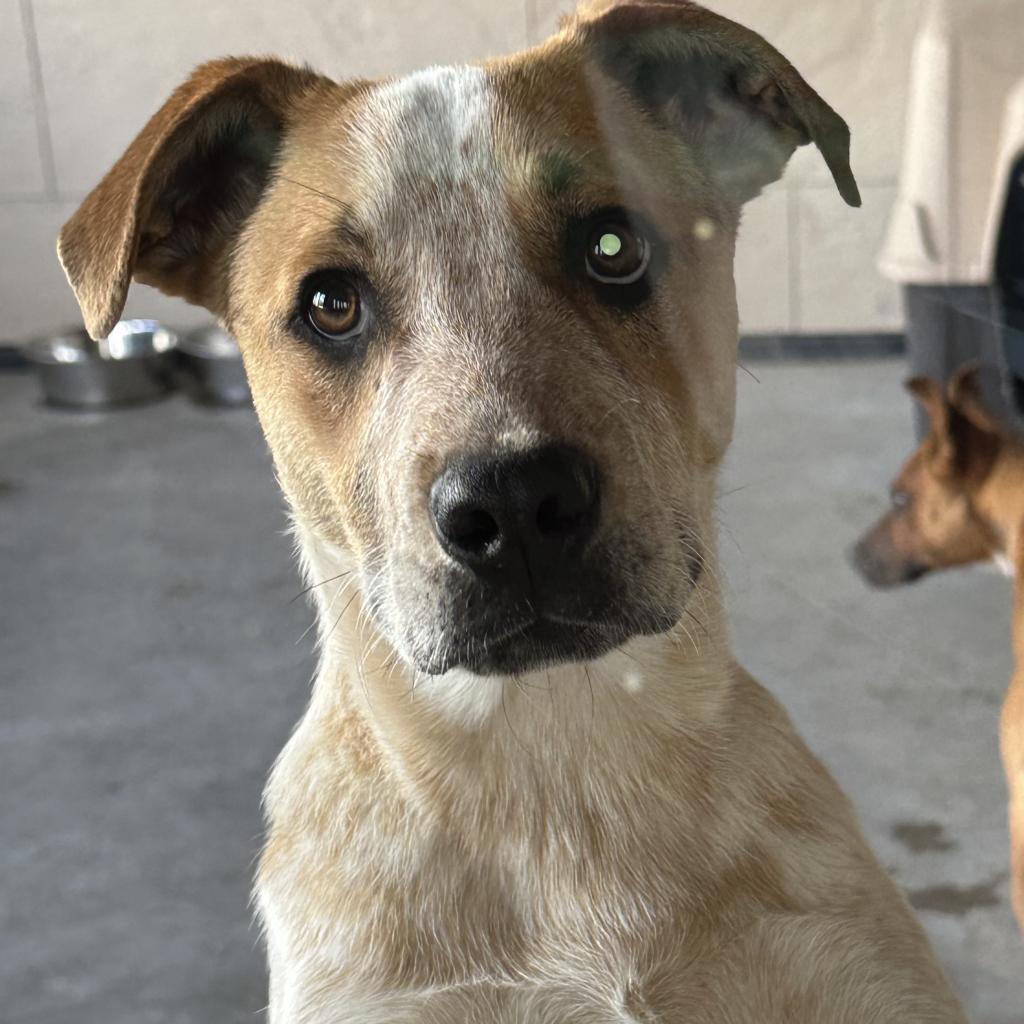 Leonardo, an adoptable Cattle Dog in Ponca City, OK, 74604 | Photo Image 2