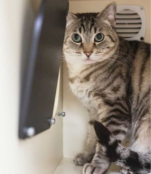 Sasha Tabby Cat