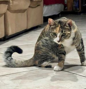 Ariel Tabby Cat