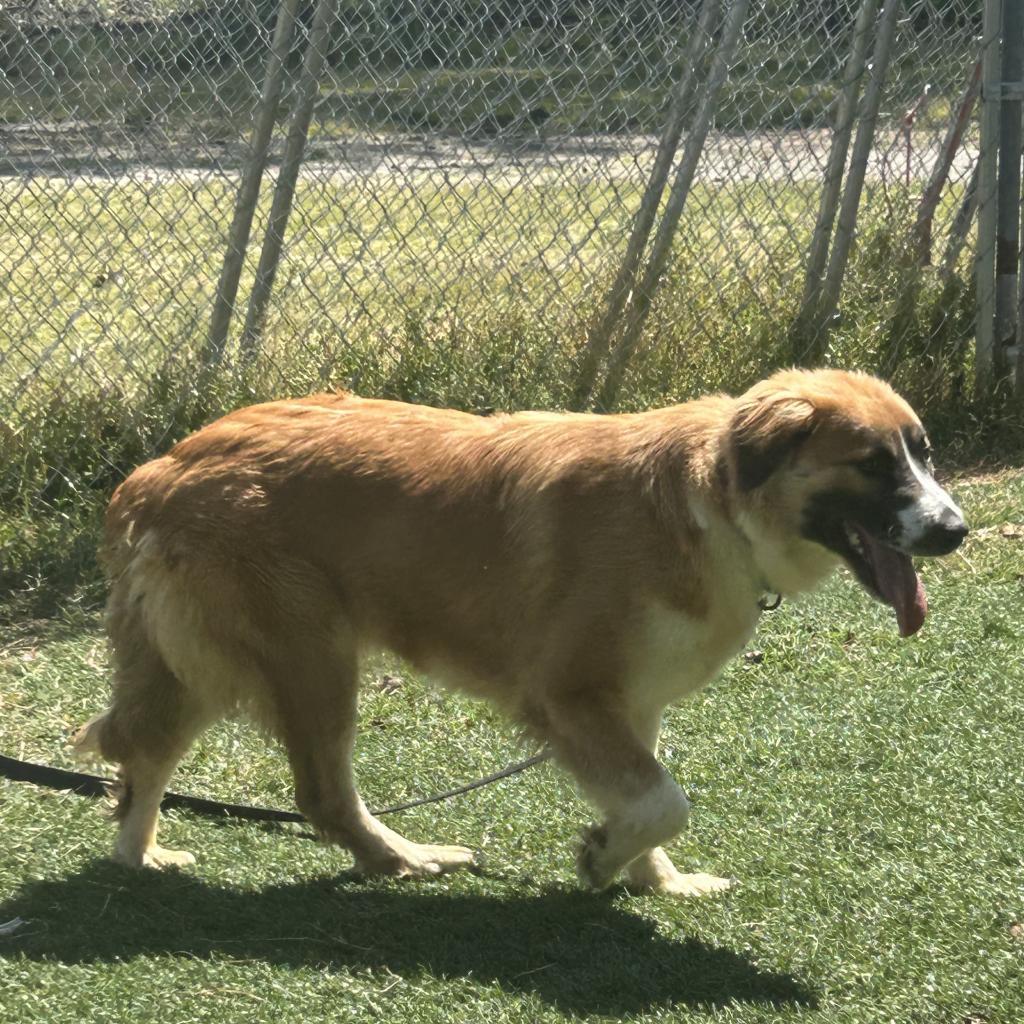 Willa, an adoptable Mixed Breed in Bennettsville, SC, 29512 | Photo Image 1
