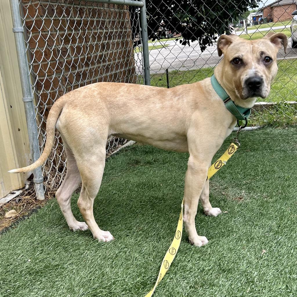 Trixie, an adoptable Mixed Breed in Bennettsville, SC, 29512 | Photo Image 1