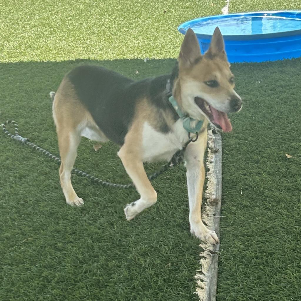 Wanda, an adoptable Mixed Breed in Bennettsville, SC, 29512 | Photo Image 1