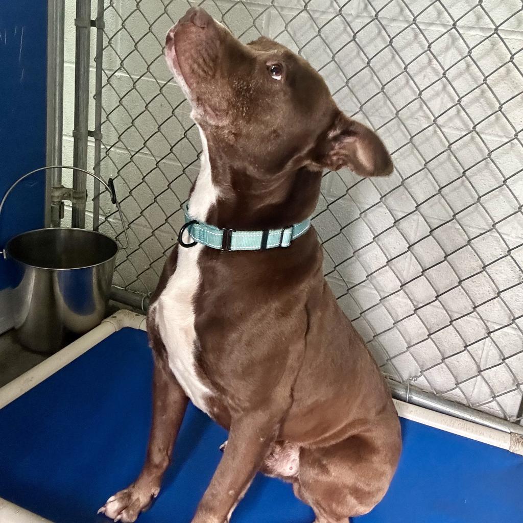 Oscar, an adoptable Mixed Breed in Bennettsville, SC, 29512 | Photo Image 1