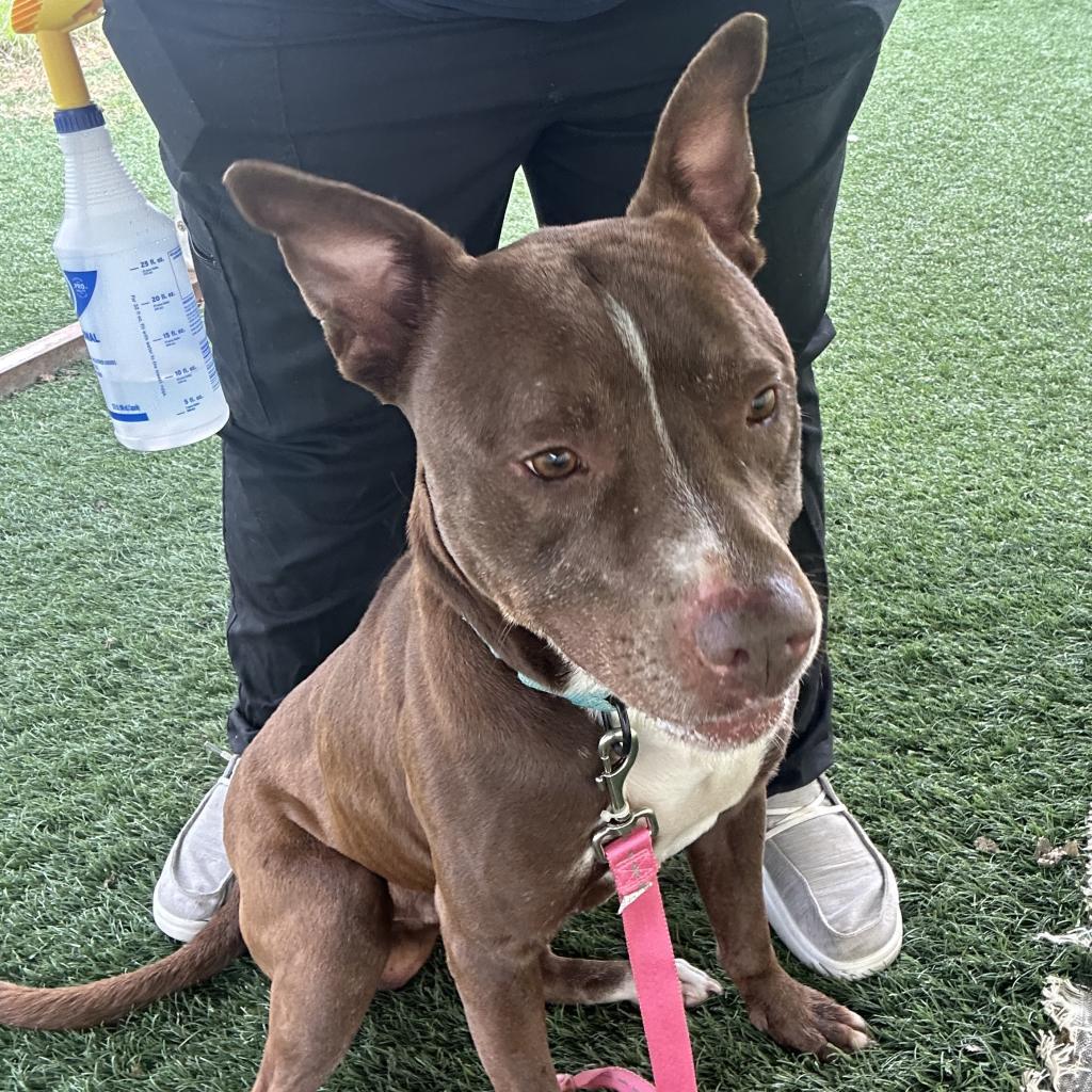 Oscar, an adoptable Mixed Breed in Bennettsville, SC, 29512 | Photo Image 2