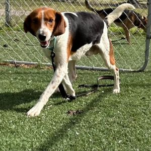 Travis, Adult Male Mixed Breed