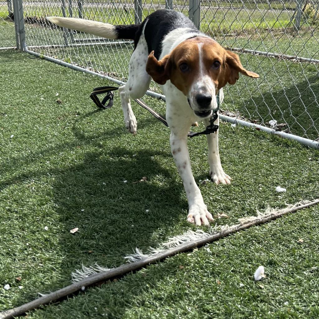 Travis, an adoptable Mixed Breed in Bennettsville, SC, 29512 | Photo Image 2