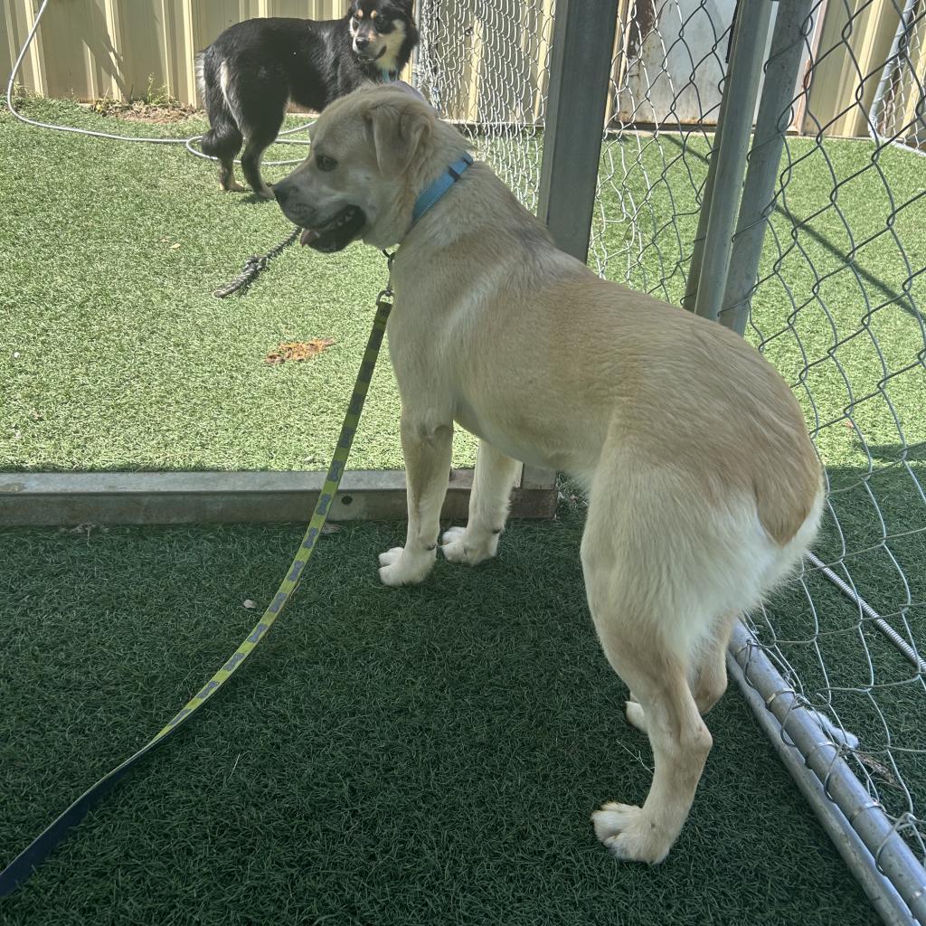 Wyatt, an adoptable Mixed Breed in Bennettsville, SC, 29512 | Photo Image 1