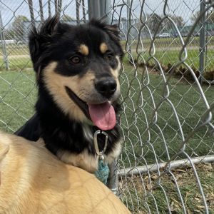Wade, Adult Male Mixed Breed