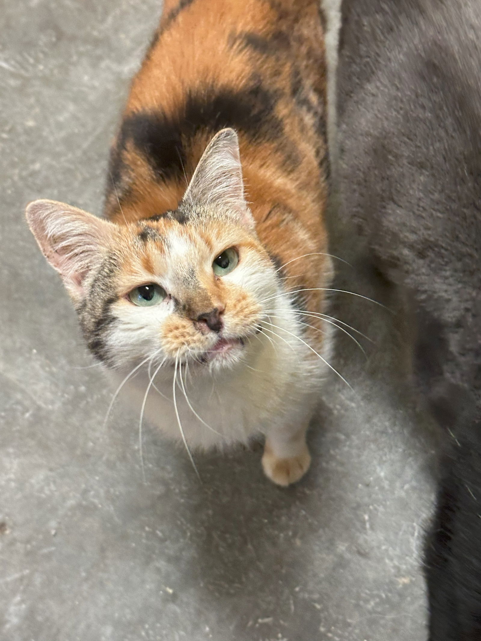 Cali, an adoptable Domestic Short Hair in Jackson, MS, 39213 | Photo Image 1
