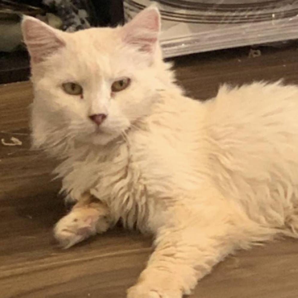 Sugar, an adoptable Domestic Medium Hair in Kanab, UT, 84741 | Photo Image 1