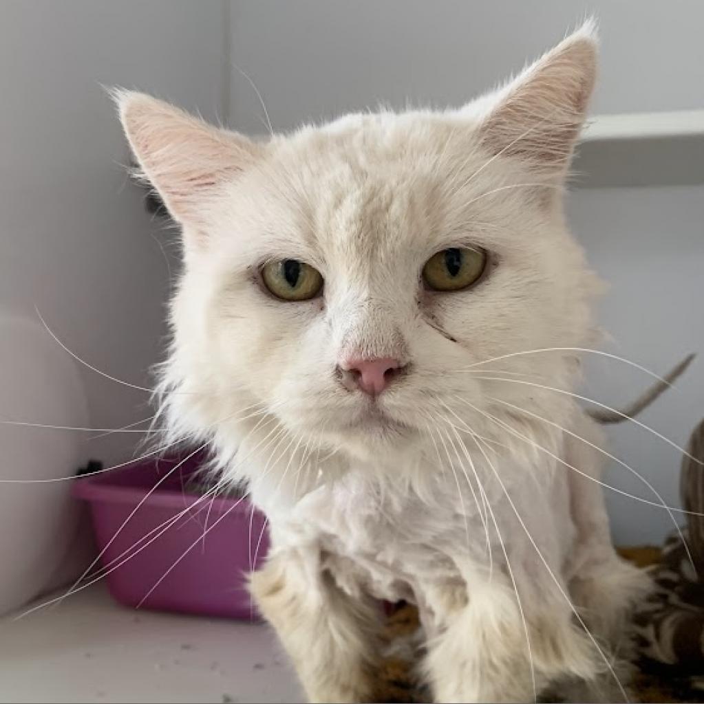 Sugar, an adoptable Domestic Medium Hair in Kanab, UT, 84741 | Photo Image 2