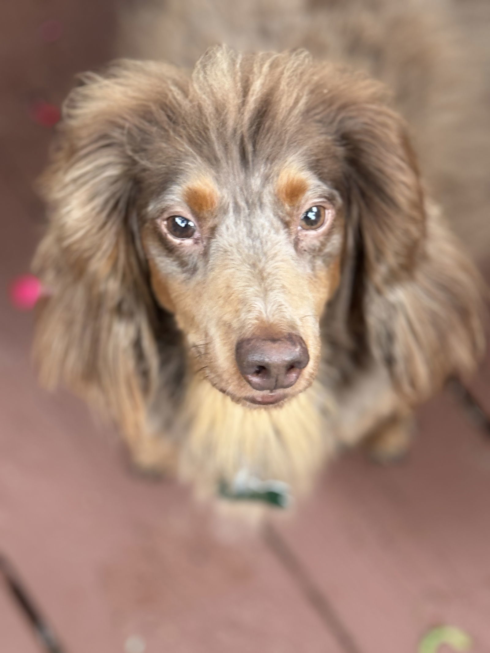 Wayne, an adoptable Dachshund in Sioux Falls, SD, 57101 | Photo Image 1