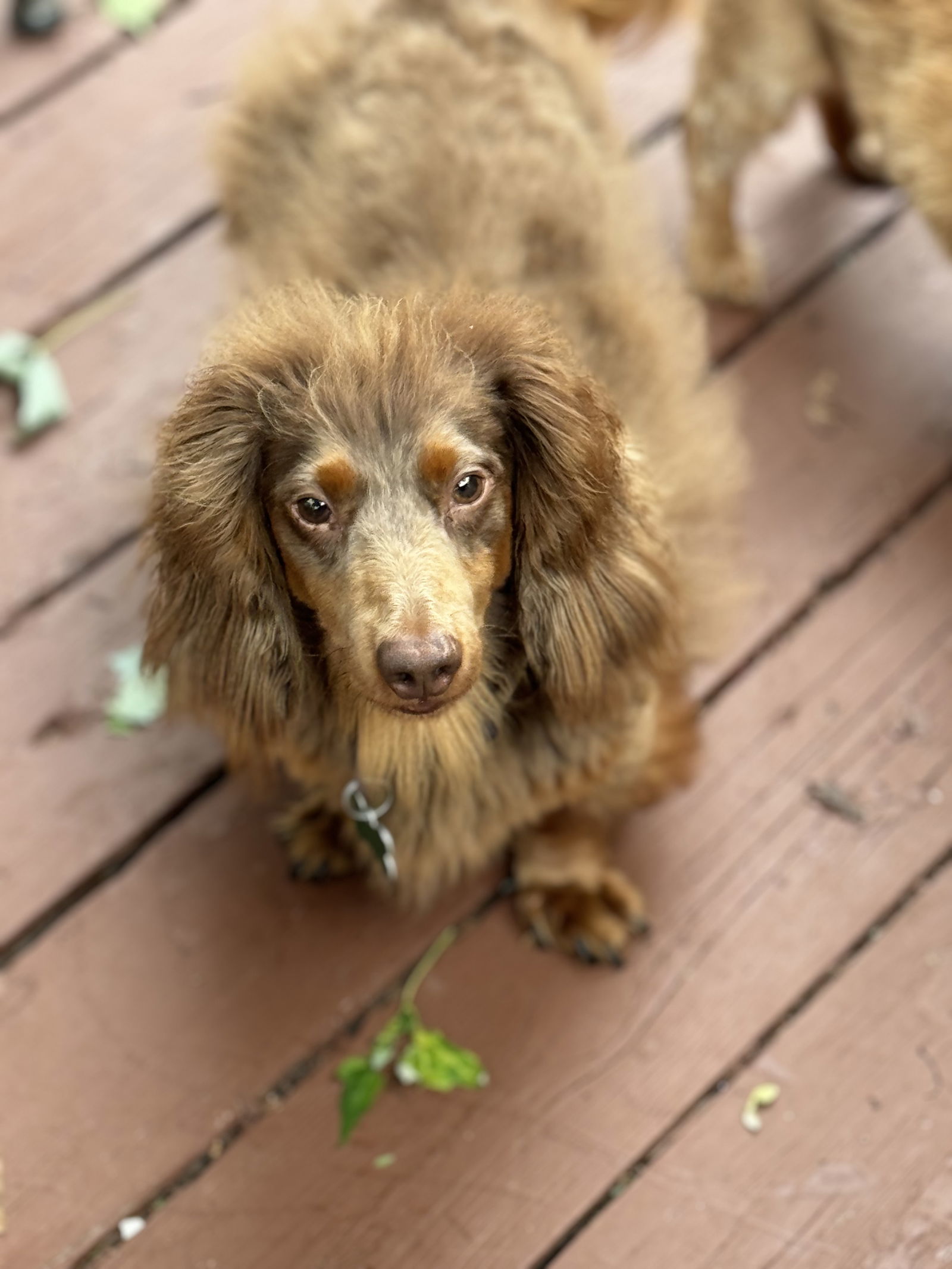 Wayne, an adoptable Dachshund in Sioux Falls, SD, 57101 | Photo Image 2