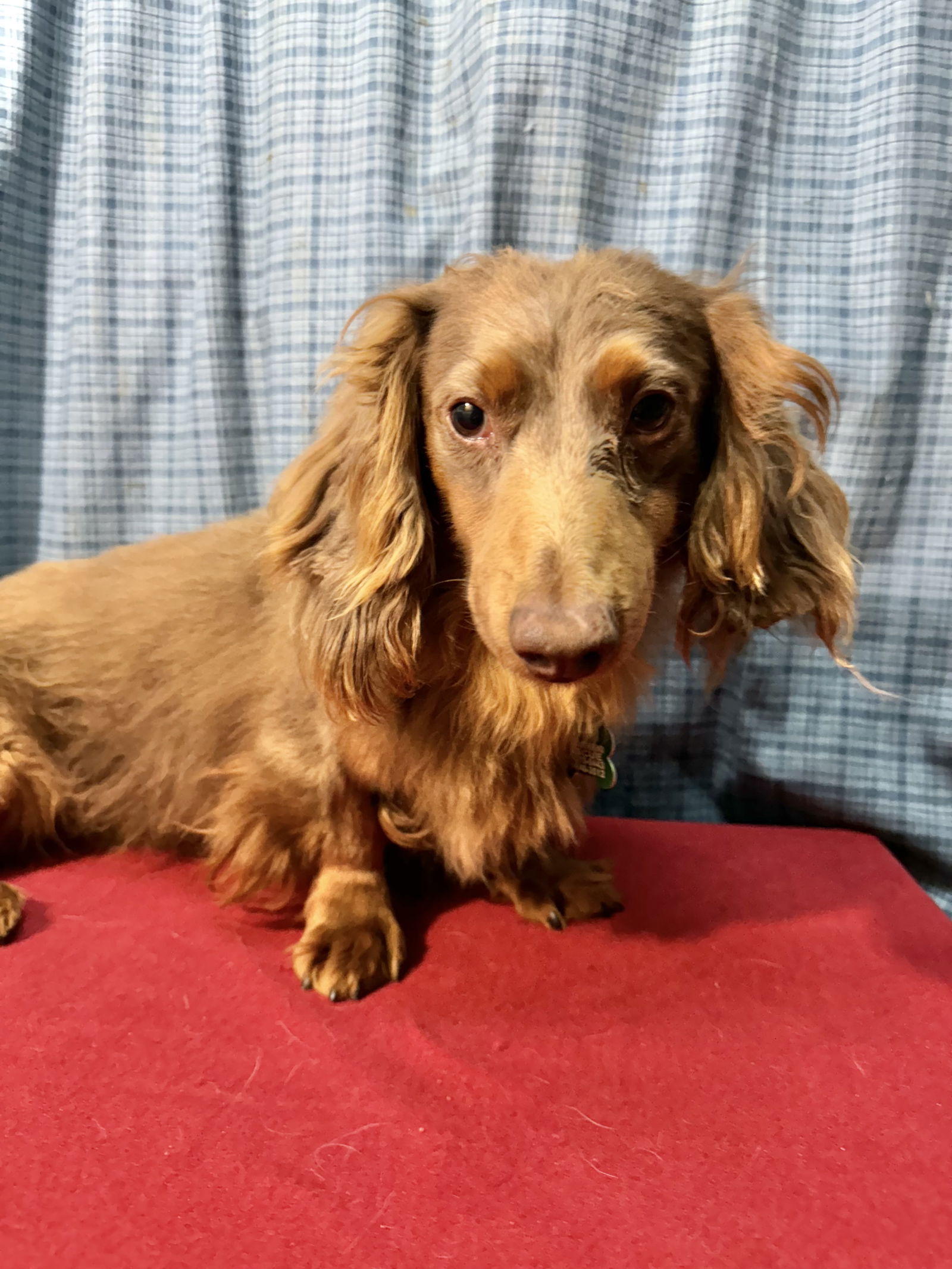 Wayne, an adoptable Dachshund in Sioux Falls, SD, 57101 | Photo Image 3