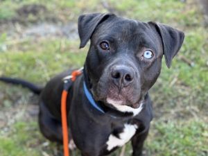 Hi my name is Philbert and I would love to meet you I have been at the shelter since Mar