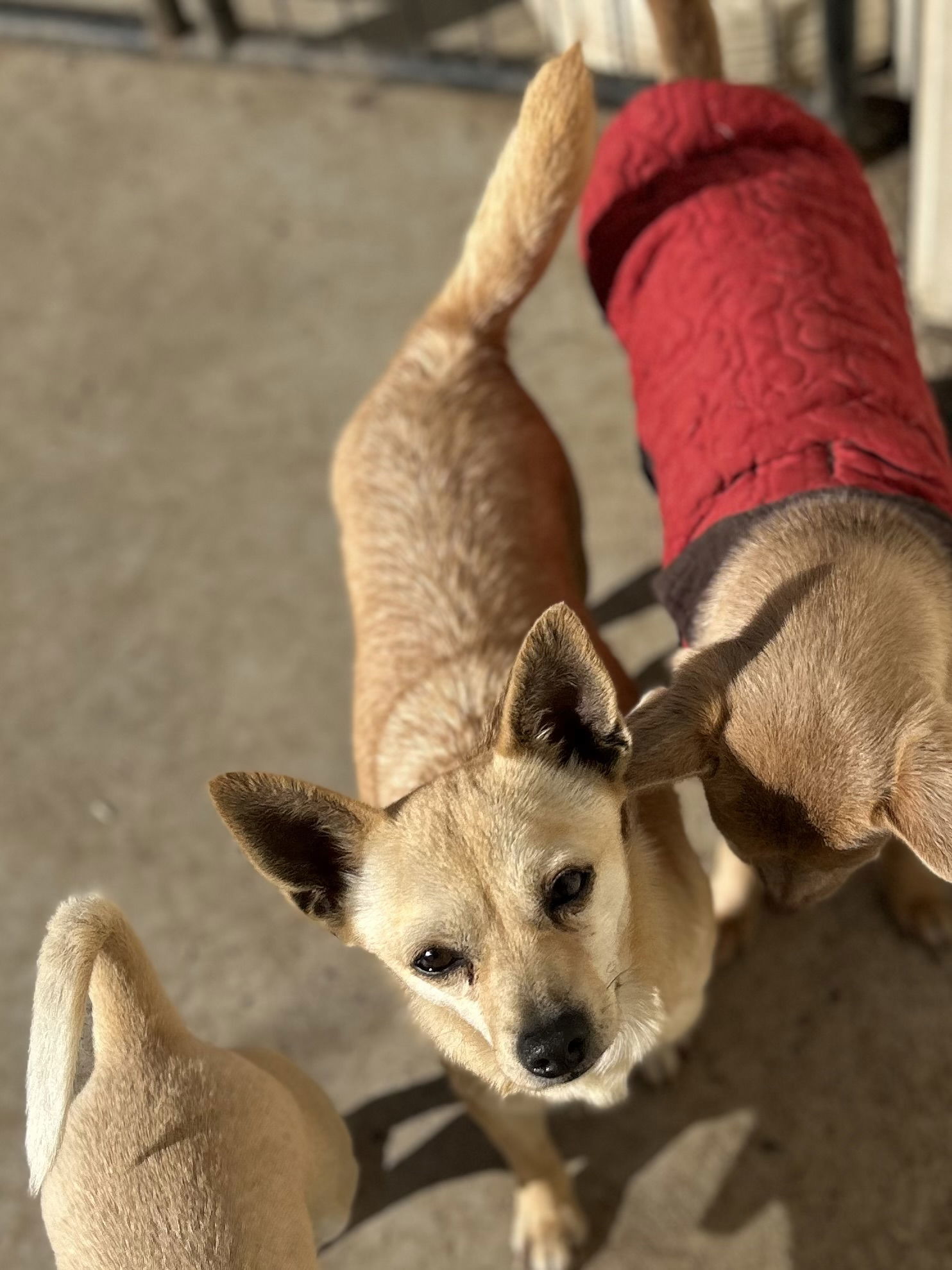 GALLETTE, an adoptable Chihuahua in Chico, CA, 95973 | Photo Image 1