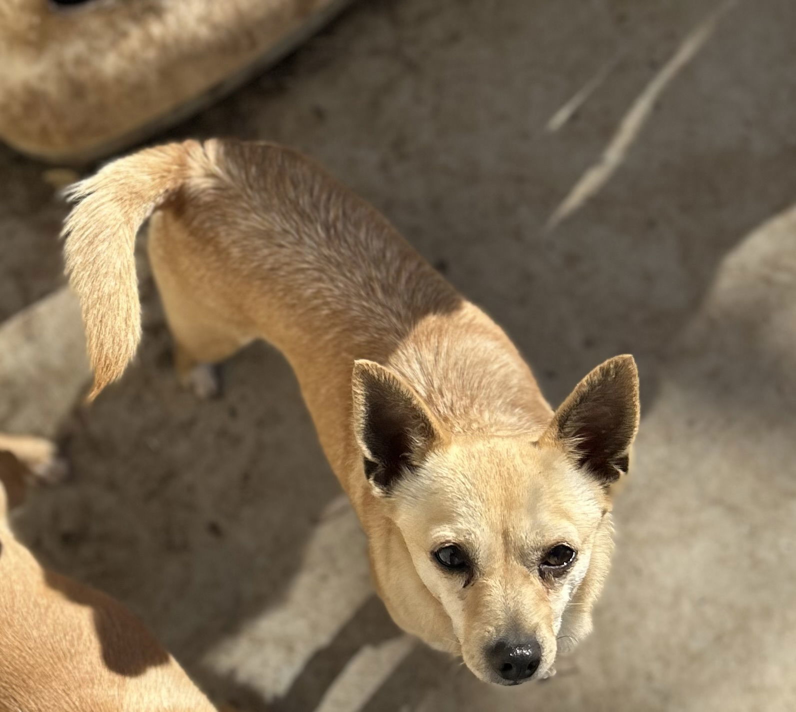 GALLETTE, an adoptable Chihuahua in Chico, CA, 95973 | Photo Image 2