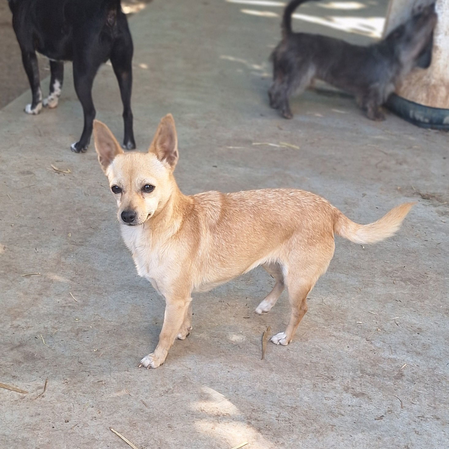 GALLETTE, an adoptable Chihuahua in Chico, CA, 95973 | Photo Image 3