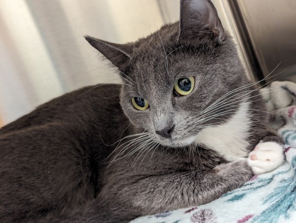 Balle, an adoptable Domestic Short Hair in Kennewick, WA, 99336 | Photo Image 1