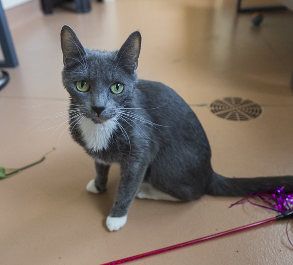 Balle, an adoptable Domestic Short Hair in Kennewick, WA, 99336 | Photo Image 2