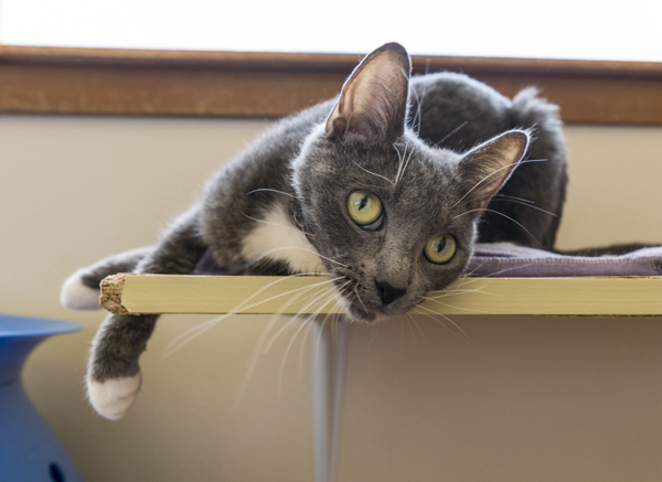 Balle, an adoptable Domestic Short Hair in Kennewick, WA, 99336 | Photo Image 3