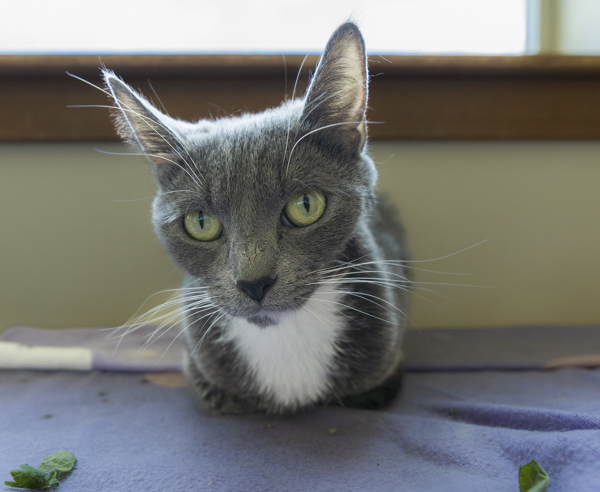 Balle, an adoptable Domestic Short Hair in Kennewick, WA, 99336 | Photo Image 4