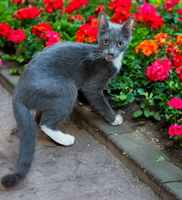 Balle, an adoptable Domestic Short Hair in Kennewick, WA, 99336 | Photo Image 5