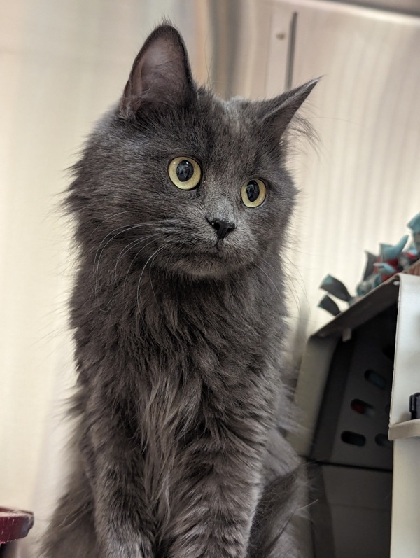 Ash, an adoptable Domestic Long Hair in Kennewick, WA, 99336 | Photo Image 1