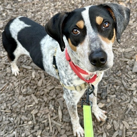 Dog for adoption Lily a Hound Mix in Falls Church VA Petfinder