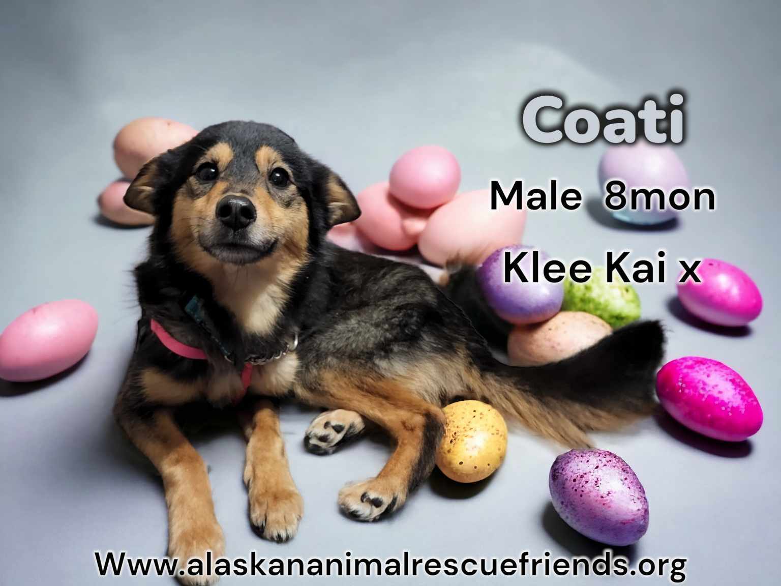 Coati, an adoptable Mixed Breed in Anchorage, AK, 99503 | Photo Image 1