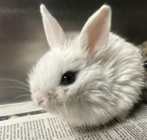 NIBBLES Bunny Rabbit Rabbit