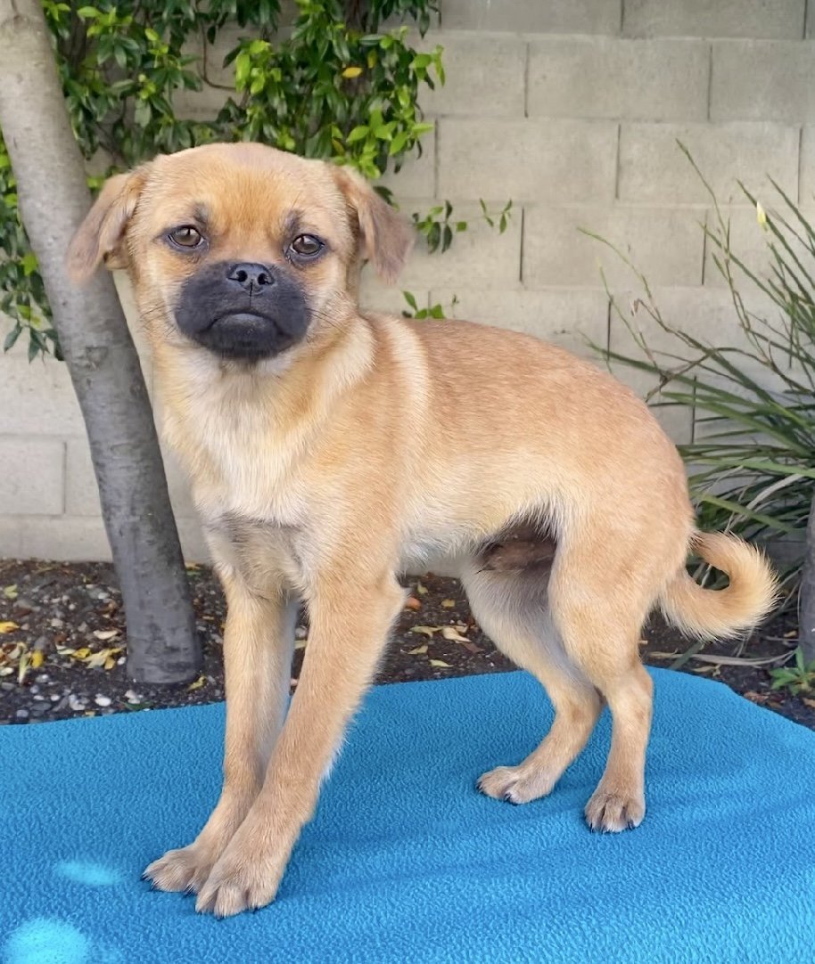 NYT: Sudoku, an adoptable Pug, Pekingese in Palo Alto, CA, 94306 | Photo Image 2