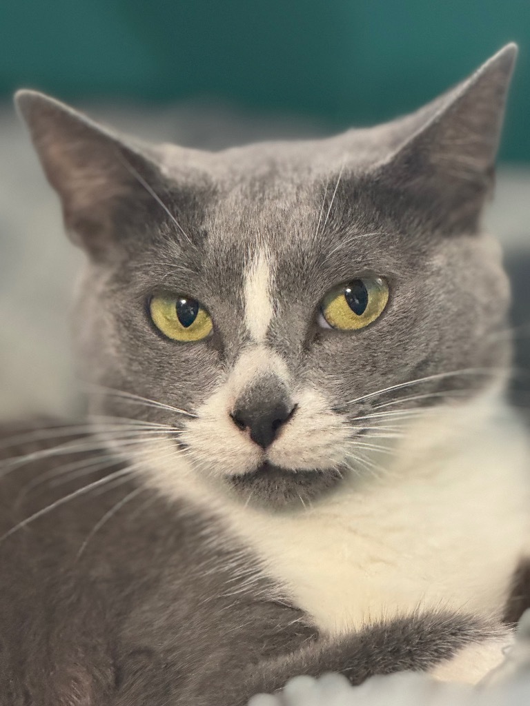 Sharky 23, an adoptable Domestic Short Hair in Brookhaven, MS, 39601 | Photo Image 1
