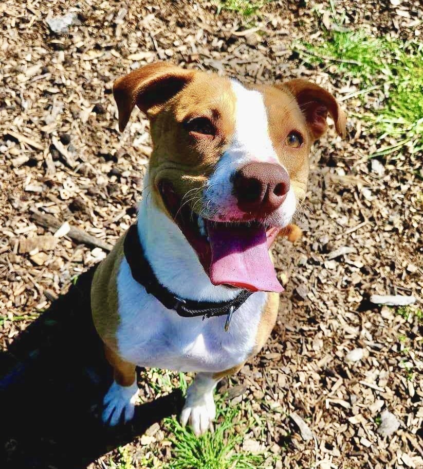 Jadis, an adoptable Pit Bull Terrier in Redding, CA, 96099 | Photo Image 3