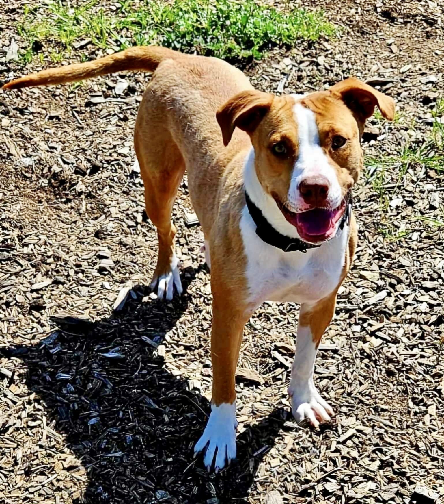 Jadis, an adoptable Pit Bull Terrier in Redding, CA, 96099 | Photo Image 4