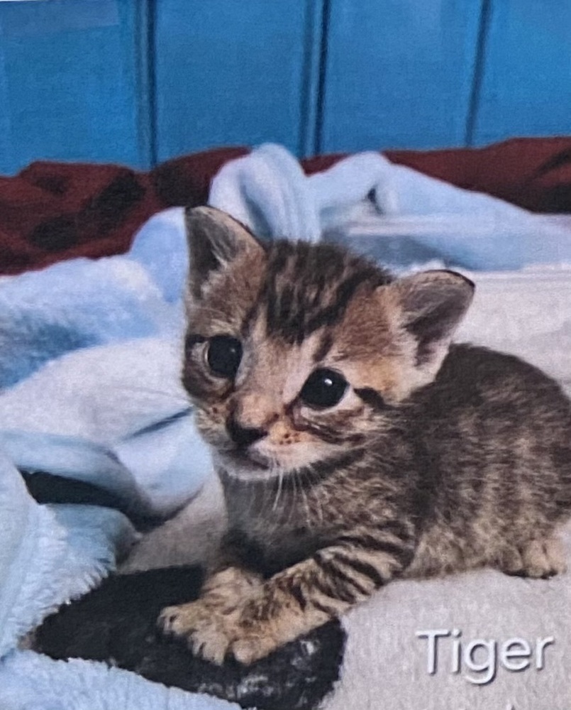 Kitten #3 Tiger 3/18/24