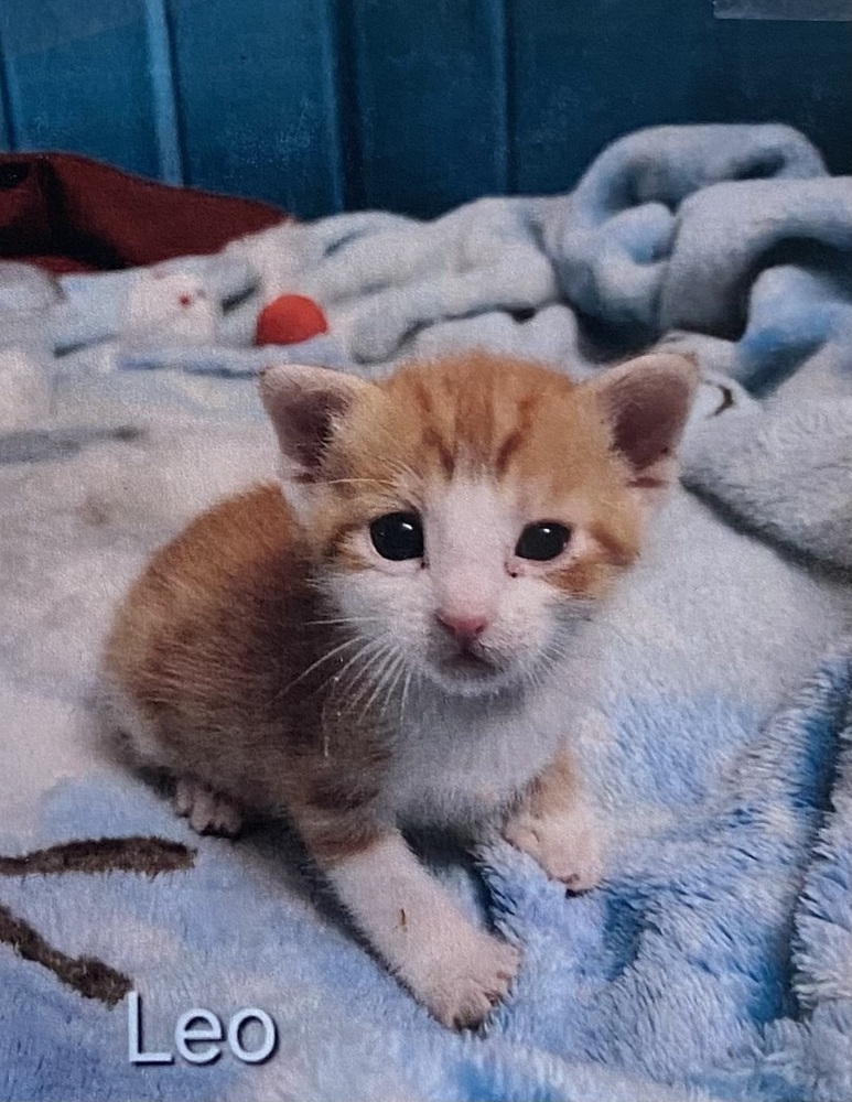 Kitten #1 Leo 3/18/24