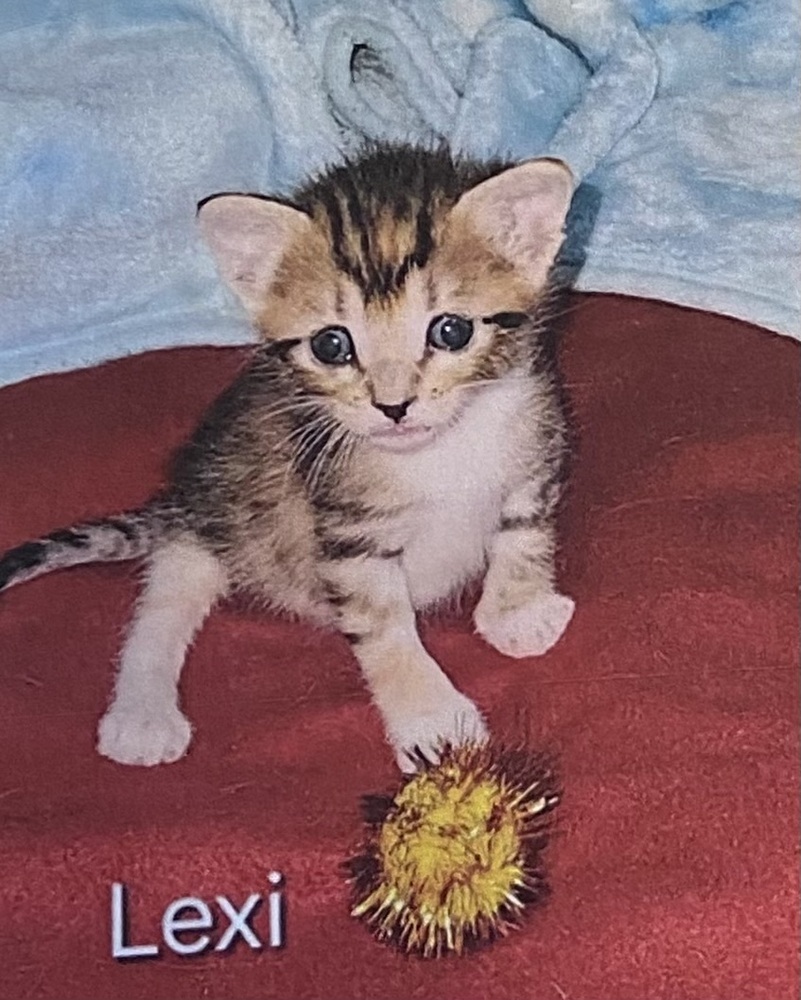 Kitten #4 Lexi 3/18/24