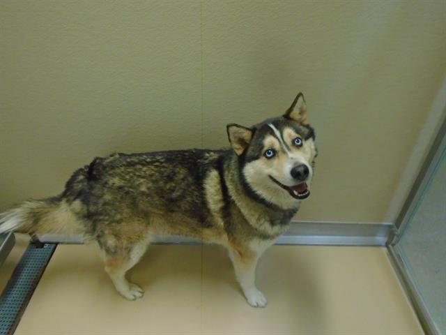 Dog, an adoptable Siberian Husky in Blythe, CA, 92225 | Photo Image 1