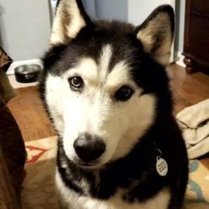 Handsome Max is an 8 year old husky who was turned into a shelter by extended family when his elderl