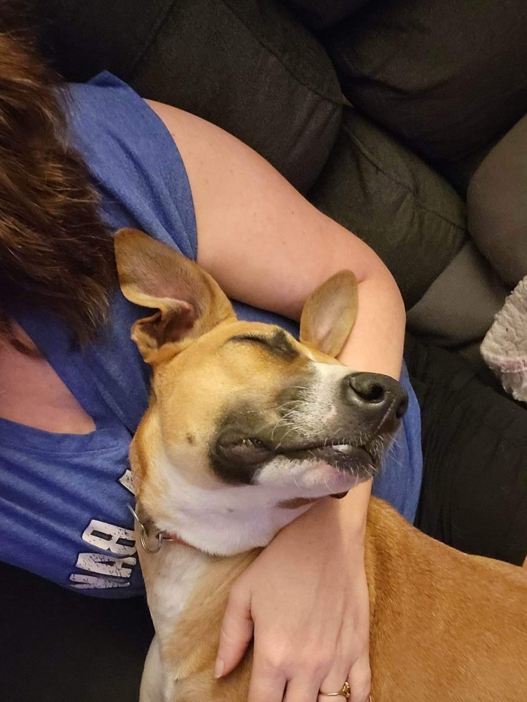 Dobby