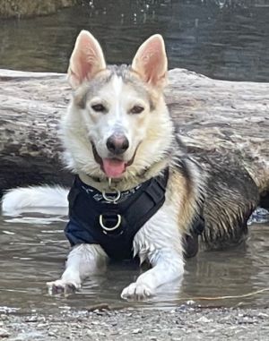 Hello my name is Melii I am a healthy 2-year-old German ShepherdHusky Mix I am full of life and 