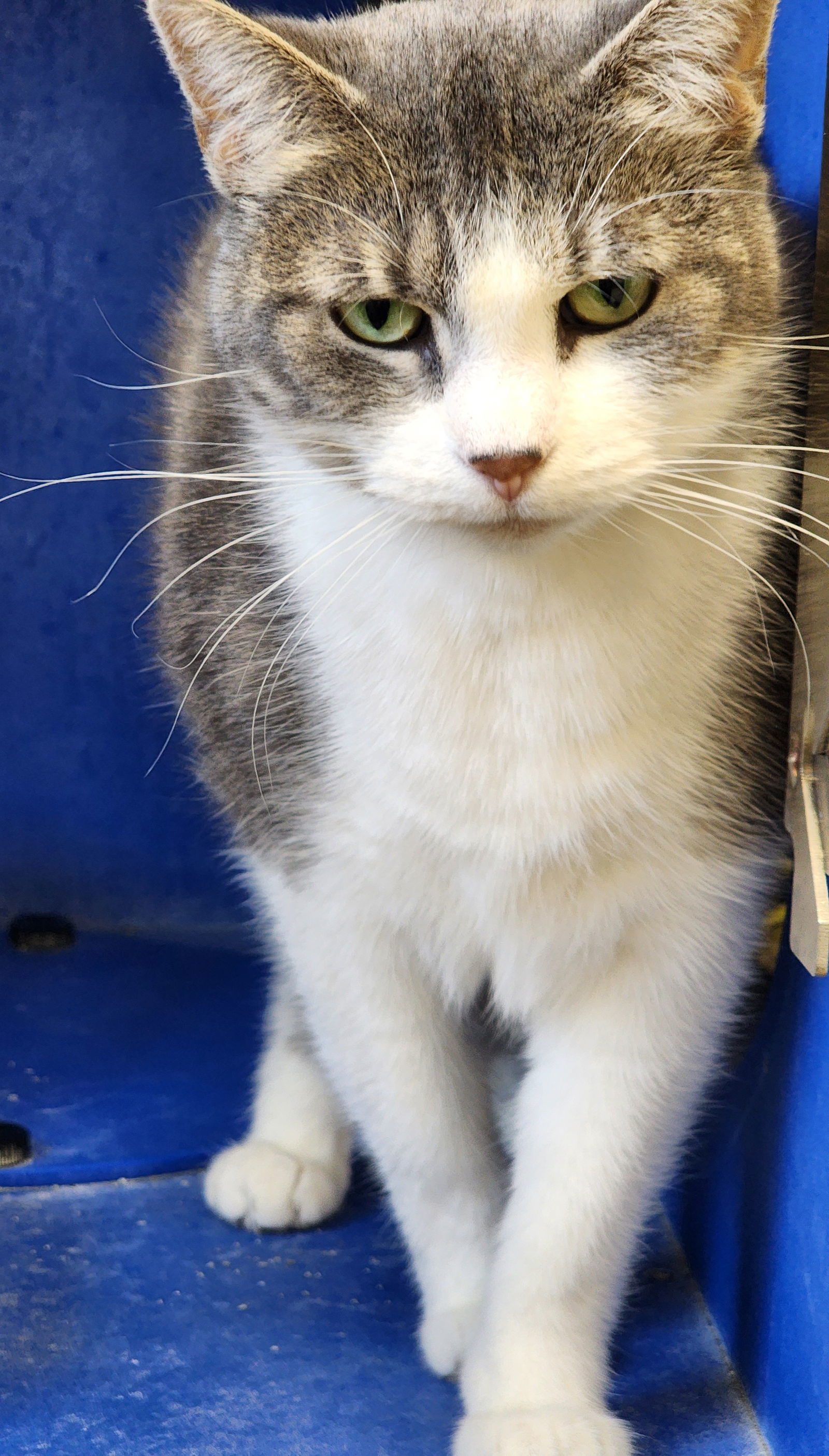 Pumpkin, an adoptable Domestic Short Hair in Webster, WI, 54893 | Photo Image 1