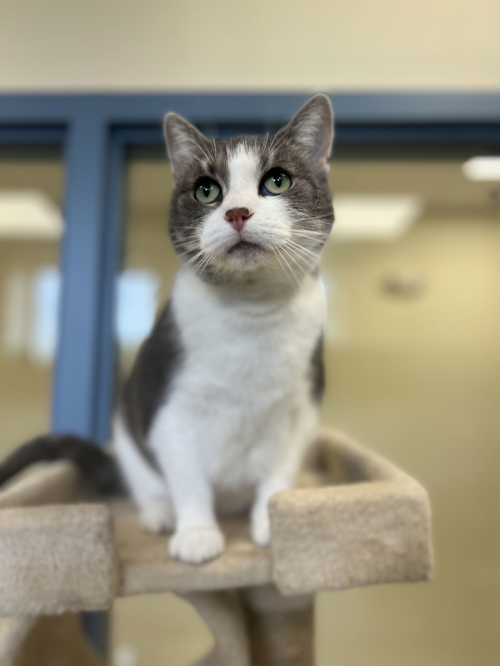 Pumpkin, an adoptable Domestic Short Hair in Webster, WI, 54893 | Photo Image 2