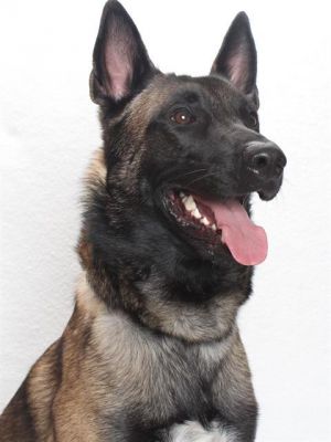 ZEUS III Belgian Shepherd / Malinois Dog