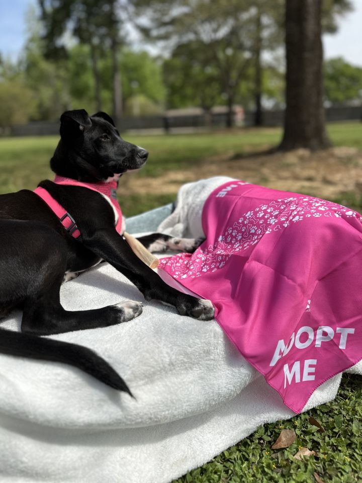 Dog for adoption Bessie a Black Labrador Retriever Basenji